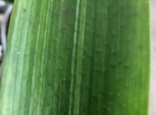 SH242 Variegated Anshan Daruma - Image 5