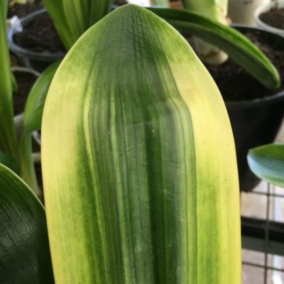 SH244 Variegated Anshan Daruma showing LOB traits, leaves 65mm x 280mm