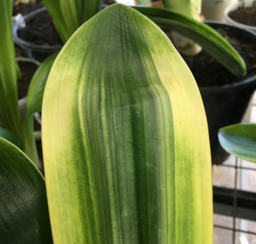 SH244 Variegated Anshan Daruma showing LOB traits, leaves 65mm x 280mm