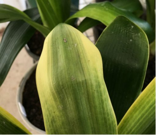 SH244 Variegated Anshan Daruma showing LOB traits, leaves 65mm x 280mm - Image 2