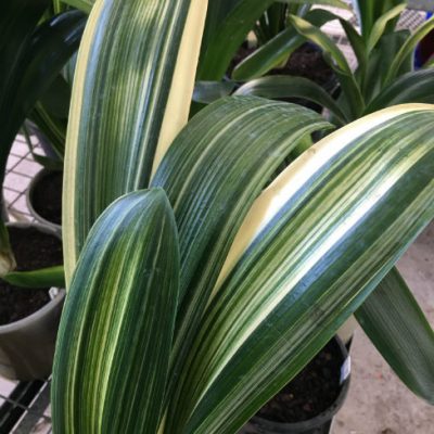 SH245 Variegated Anshan Daruma