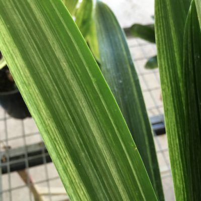 SH246 Variegated Clivia miniata