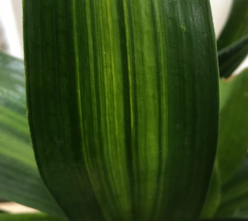 SH247 Variegated Anshan Daruma - Image 2
