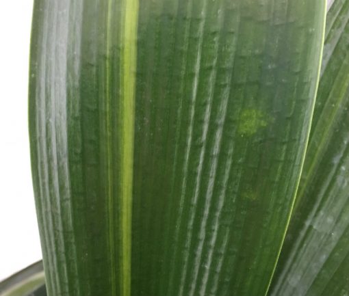 SH248 Variegated Anshan Daruma - Image 2