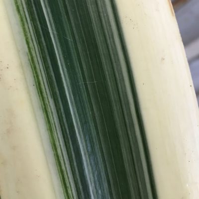 SH249 Variegated Anshan Daruma