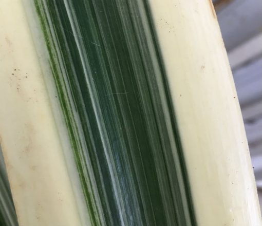 SH249 Variegated Anshan Daruma