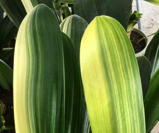 SH250 Variegated Anshan Daruma
