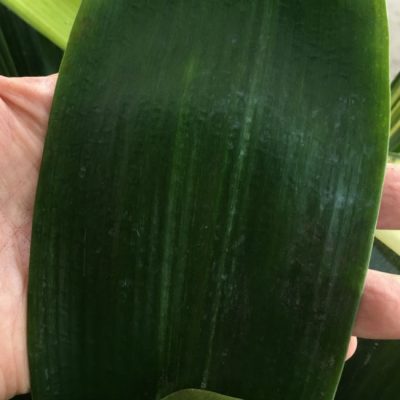SH251 Broad Leaf Anshan Daruma