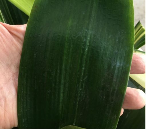 SH251 Broad Leaf Anshan Daruma