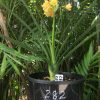SH282 Interspecific (Sold) - Image 4