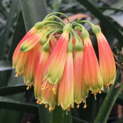 SH283 Cyrtanthiflora