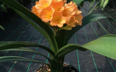 Peach Clivia Bloom (Sold)