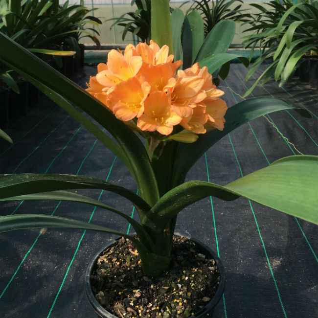 Peach Clivia Bloom (Sold)