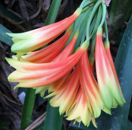 SH388 Nicks "Fiery Dancer" Superb interspecific with rich orange/red sepal base, rich yellow throat - Image 4