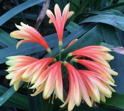SH388 Nicks "Fiery Dancer" Superb interspecific with rich orange/red sepal base, rich yellow throat - Image 3