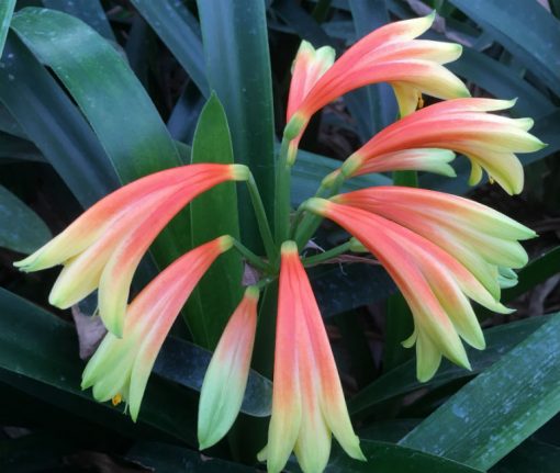 SH388 Nicks "Fiery Dancer" Superb interspecific with rich orange/red sepal base, rich yellow throat - Image 5