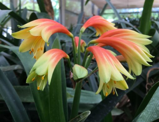 SH388 Nicks "Fiery Dancer" Superb interspecific with rich orange/red sepal base, rich yellow throat - Image 2