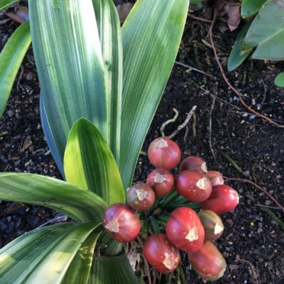 SH285 Variegated Anshan Daruma Clivia miniata (garden planting - not for sale)