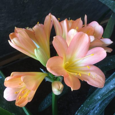 SH425 Mid peach/pink Clivia miniata