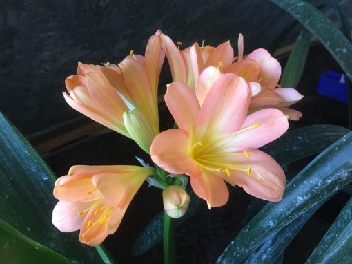 SH425 Mid peach/pink Clivia miniata