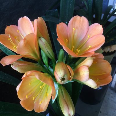 SH428 Mid Peach