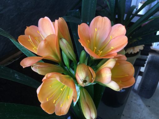 SH428 Mid Peach