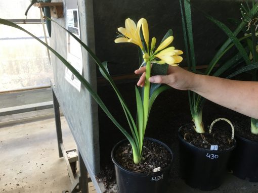 SH429 Soft pale yellow Clivia miniata - Image 2