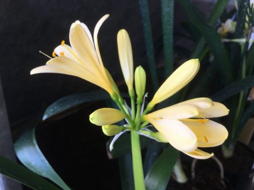 SH429 Soft pale yellow Clivia miniata
