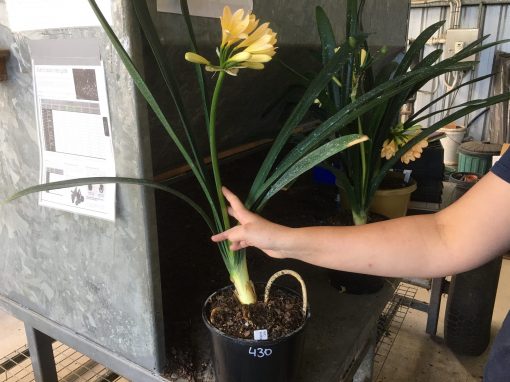 SH430 Yellow Clivia miniata with hints of cream - Image 2