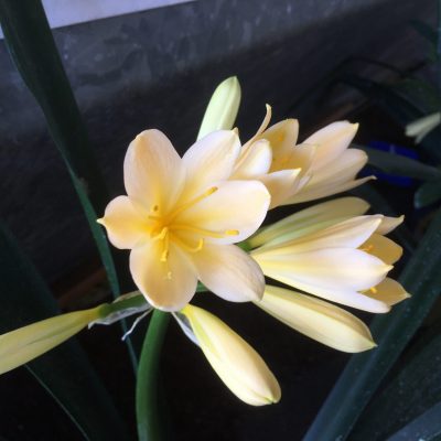 SH430 Yellow Clivia miniata with hints of cream