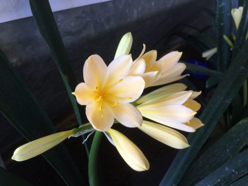 SH430 Yellow Clivia miniata with hints of cream