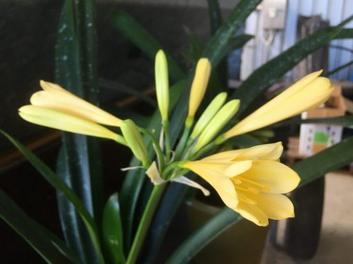 SH431 Yellow Clivia miniata