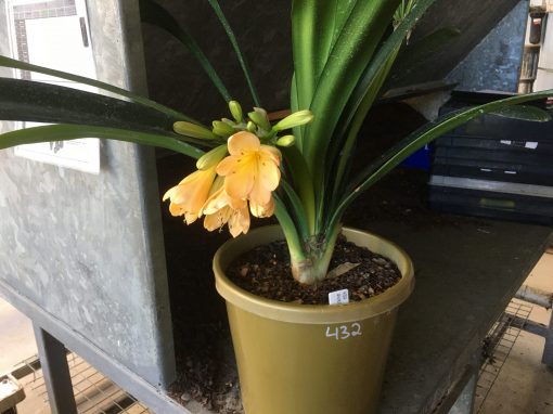 SH432 Pink/Peach Clivia miniata - Image 2