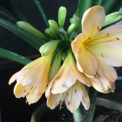 SH432 Pink/Peach Clivia miniata