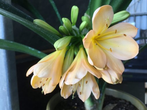 SH432 Pink/Peach Clivia miniata