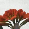 SH437 Dark orange Belgium Hybrid Clivia miniata with large flowers and green throat - Image 2