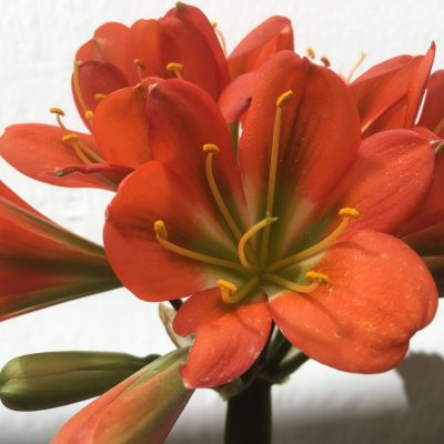 SH437 Dark orange Belgium Hybrid Clivia miniata with large flowers and green throat