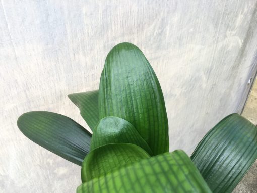 SH438 Variegated Anshan Daruma Clivia miniata, leaves 100mm x 300mm - Image 2