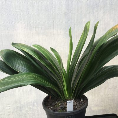 SH438 Variegated Anshan Daruma Clivia miniata, leaves 100mm x 300mm