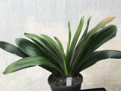 SH438 Variegated Anshan Daruma Clivia miniata, leaves 100mm x 300mm