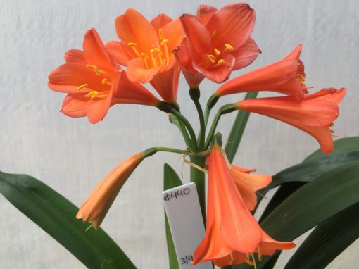 SH440 Dark orange Clivia Interspecific  with tangerine/apricot tones - Image 2