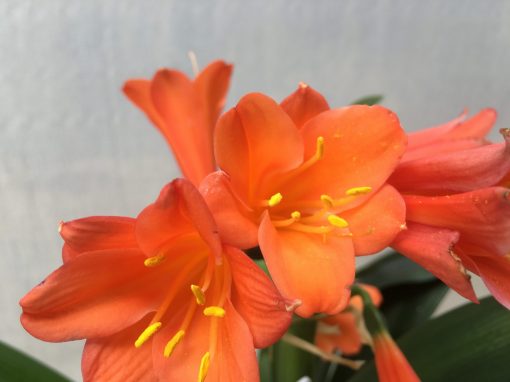 SH440 Dark orange Clivia Interspecific  with tangerine/apricot tones