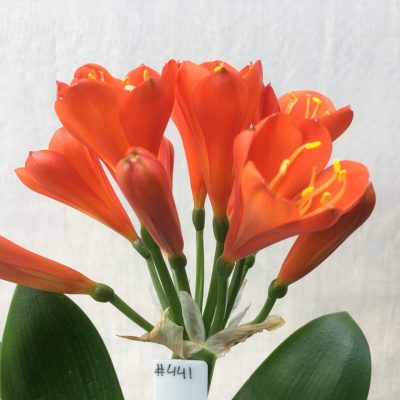 SH441 Dark orange to near red Clivia miniata Belgium Hybrid with tulip shaped flowers