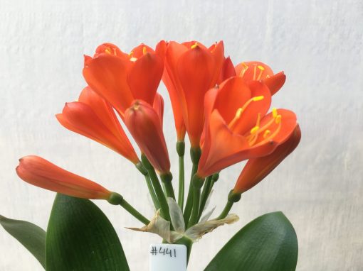 SH441 Dark orange to near red Clivia miniata Belgium Hybrid with tulip shaped flowers