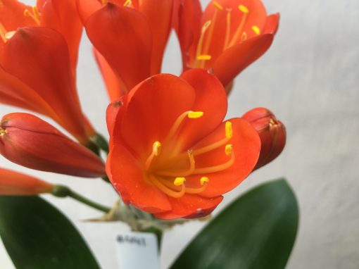 SH441 Dark orange to near red Clivia miniata Belgium Hybrid with tulip shaped flowers - Image 2