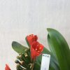 SH442 Dark orange Belgium Hybrid Clivia miniata with tulip shaped flower - Image 2