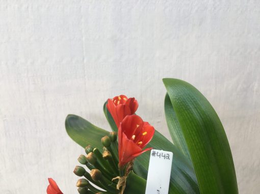 SH442 Dark orange Belgium Hybrid Clivia miniata with tulip shaped flower - Image 2