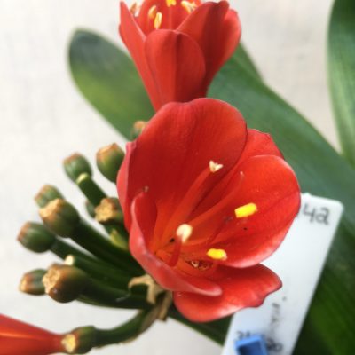 SH442 Dark orange Belgium Hybrid Clivia miniata with tulip shaped flower
