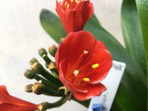SH442 Dark orange Belgium Hybrid Clivia miniata with tulip shaped flower
