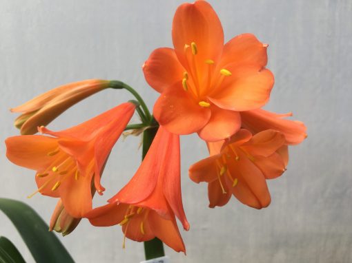 SH443 Orange Clivia Interspecific with strong Dark salmon tones